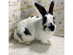 Adopt Jerry a White English Spot / Mixed (short coat) rabbit in Waynesboro