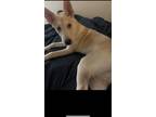 Adopt Bailey a White - with Tan, Yellow or Fawn Great Pyrenees / German Shepherd