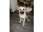 Adopt Sadie a White - with Black Belgian Malinois / Mixed dog in Chattanooga