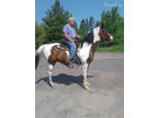 Husband Safe Pinto Gelding