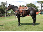 2012 AQHA Blue Roan Gelding, Gentle Ranch Horse