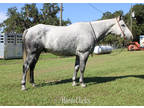 FLASHY Dappled Grey Ranch Gelding