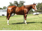 Flashy Ranch/ Rope Horse from the Hunt Ranch