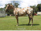 Flashy Buckskin Appaloosa Gelding