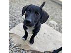 ROLO Mixed Breed (Small) Puppy Male