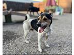 Crash Rat Terrier Adult Male