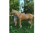 9 yr old golden palomino mare