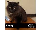 Adopt Sassy a Domestic Long Hair, Maine Coon