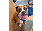 Adopt ROSIE a Boxer