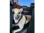 Adopt Coco a Tan/Yellow/Fawn Husky / Boxer / Mixed dog in San Jose