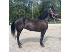 Beautiful Morgan mare