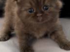 British Shorthair Chocolate Male Is Available