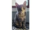 Adopt Aura ++ a Abyssinian