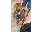 Adopt Adam a Brown/Chocolate American Pit Bull Terrier / Mixed dog in