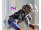 English Bulldog PUPPY FOR SALE ADN-679547 - ENGLISH BULLDOGS AVAILABLE