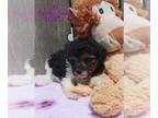 Poodle (Toy) PUPPY FOR SALE ADN-679514 - Miniature Toy Poodle Pups