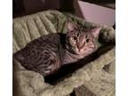 Adopt Sekhmet a Egyptian Mau, Domestic Short Hair