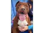 Adopt HUSTLE a Pit Bull Terrier, Chocolate Labrador Retriever