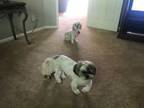 Adopt Elroy and Stella a Shih Tzu