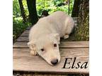 Elsa Australian Cattle Dog Puppy Female