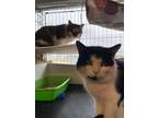 Adopt Donny & Damien a Domestic Short Hair