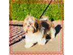 Shih Tzu Puppy for sale in Edwardsville, IL, USA