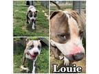 Louie American Staffordshire Terrier Young Male
