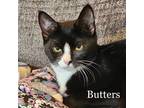 Adopt Blinky & Butters a Domestic Short Hair