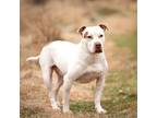 Adopt Evans a American Bully, English Pointer