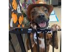 Adopt Taco a Boxer, Pit Bull Terrier