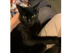 Adopt Modelo a Domestic Short Hair