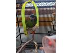 Adopt COSMO a Macaw