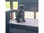 Cane Corso Puppy for sale in Jayess, MS, USA