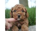 Goldendoodle Puppy for sale in Wauseon, OH, USA