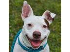 Adopt Tinker a Mixed Breed
