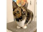 Adopt Miss Calli a Calico, Domestic Short Hair