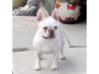 French Bulldog Puppy for sale in Carlsbad, CA, USA