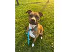 Adopt DAISY a American Staffordshire Terrier