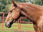 Titled BLM Mustang Mare!