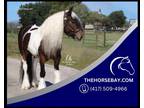 Gypsy Vanner Bay Tobiano Driving/Trail/Western/English Mare