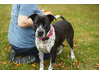 Adopt Princess a Black American Staffordshire Terrier / Mixed dog in Watertown