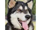 Adopt NAKITA a Black Siberian Husky / Mixed dog in Pt. Richmond, CA (34356216)