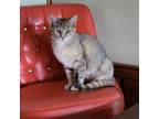 Adopt Jackie a Tortoiseshell American Shorthair / Mixed cat in Liberty