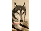Adopt Shadow a Black - with Gray or Silver Siberian Husky / Mixed dog in