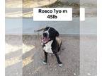 American Pit Bull Terrier DOG FOR ADOPTION RGADN-1090349 - Rosco - Pit Bull