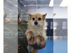 Pomeranian Mix DOG FOR ADOPTION RGADN-1090352 - Flor - Terrier / Pomeranian /