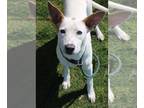 Rat Terrier Mix DOG FOR ADOPTION RGADN-1090360 - Addy - Terrier / Rat Terrier /