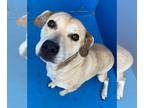 Labrador Retriever Mix DOG FOR ADOPTION RGADN-1090361 - Esme - Terrier /