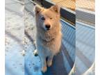 Mix DOG FOR ADOPTION RGADN-1090370 - Nala - Husky Dog For Adoption