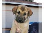 Huskies Mix DOG FOR ADOPTION RGADN-1090373 - Cleo (Pup 1 GREEN) - Shepherd /